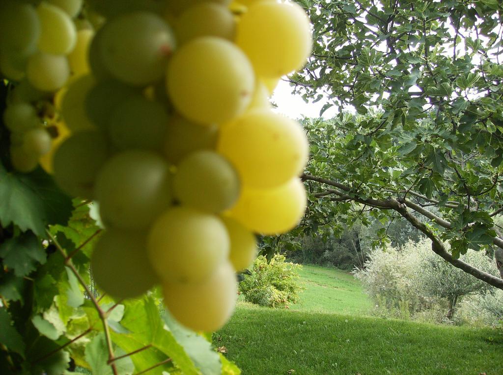 Agriturismo Casa Garello Salice Terme Kültér fotó